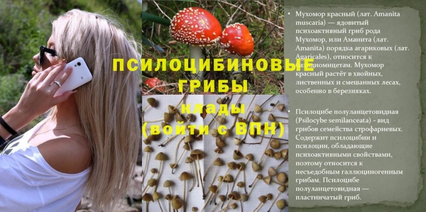 ГАЛЛЮЦИНОГЕННЫЕ ГРИБЫ Богданович